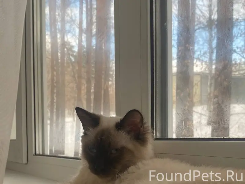 Пропал кот Тим, улица Молодёжная