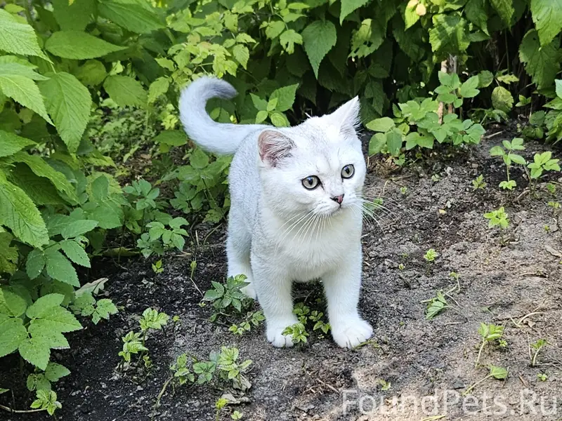 Пропал котёнок Дымок, п. Ильичево