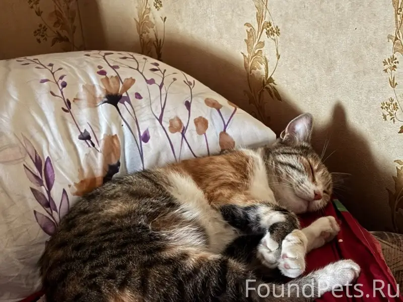 Убежала кошка Лиза