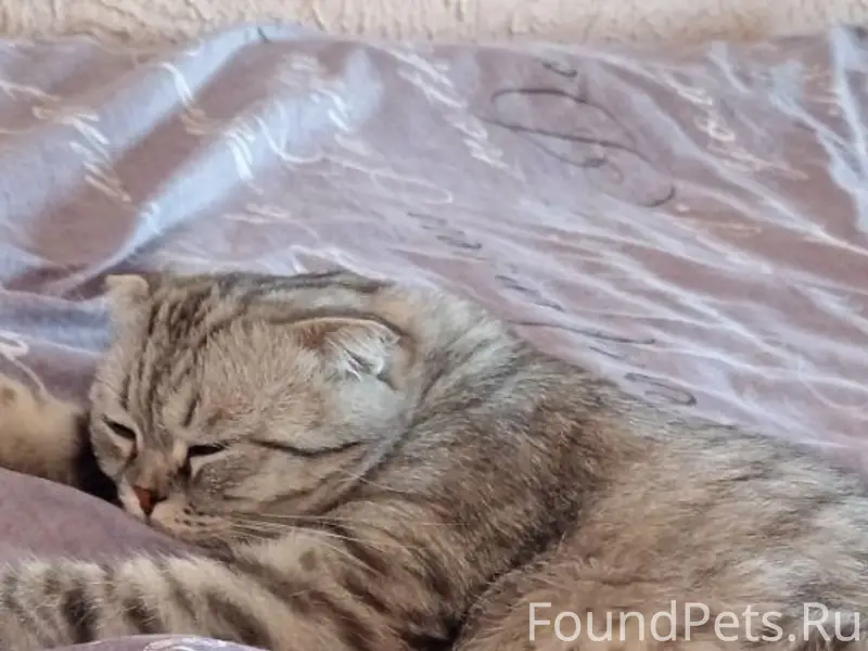 Пропал вислоухий кот Мирон, 27 Северная/2 Амурская