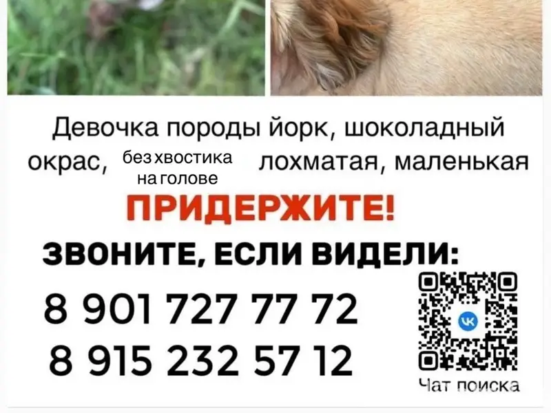 Пропала девочка йоркширский терьер, Балашиха