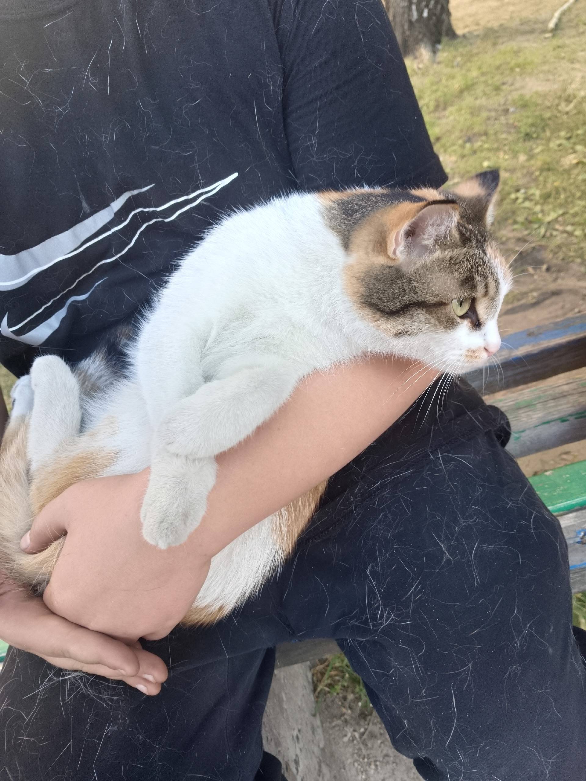Найдена кошка, Железнодорожный район