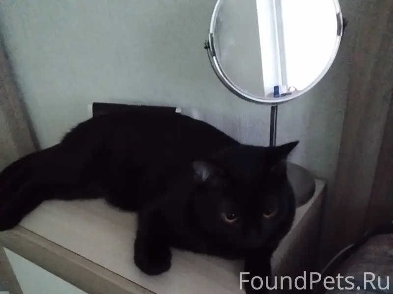 Потерялся кот 