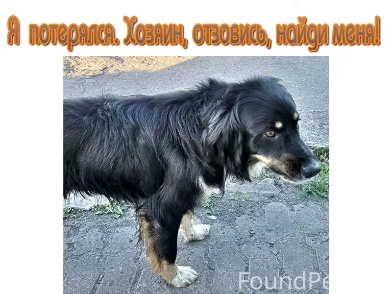 Найден пёс, район кирпичного завода