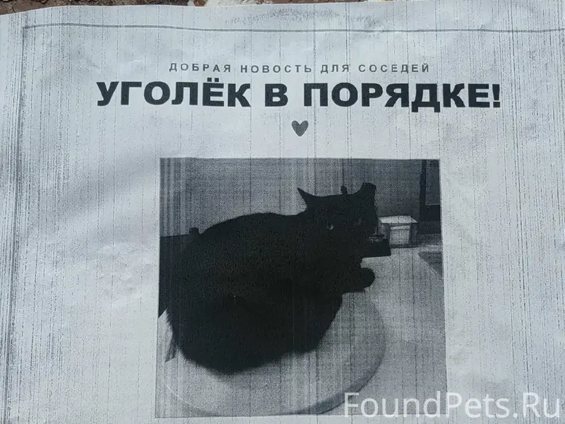 Пропал чёрный кот Уголёк