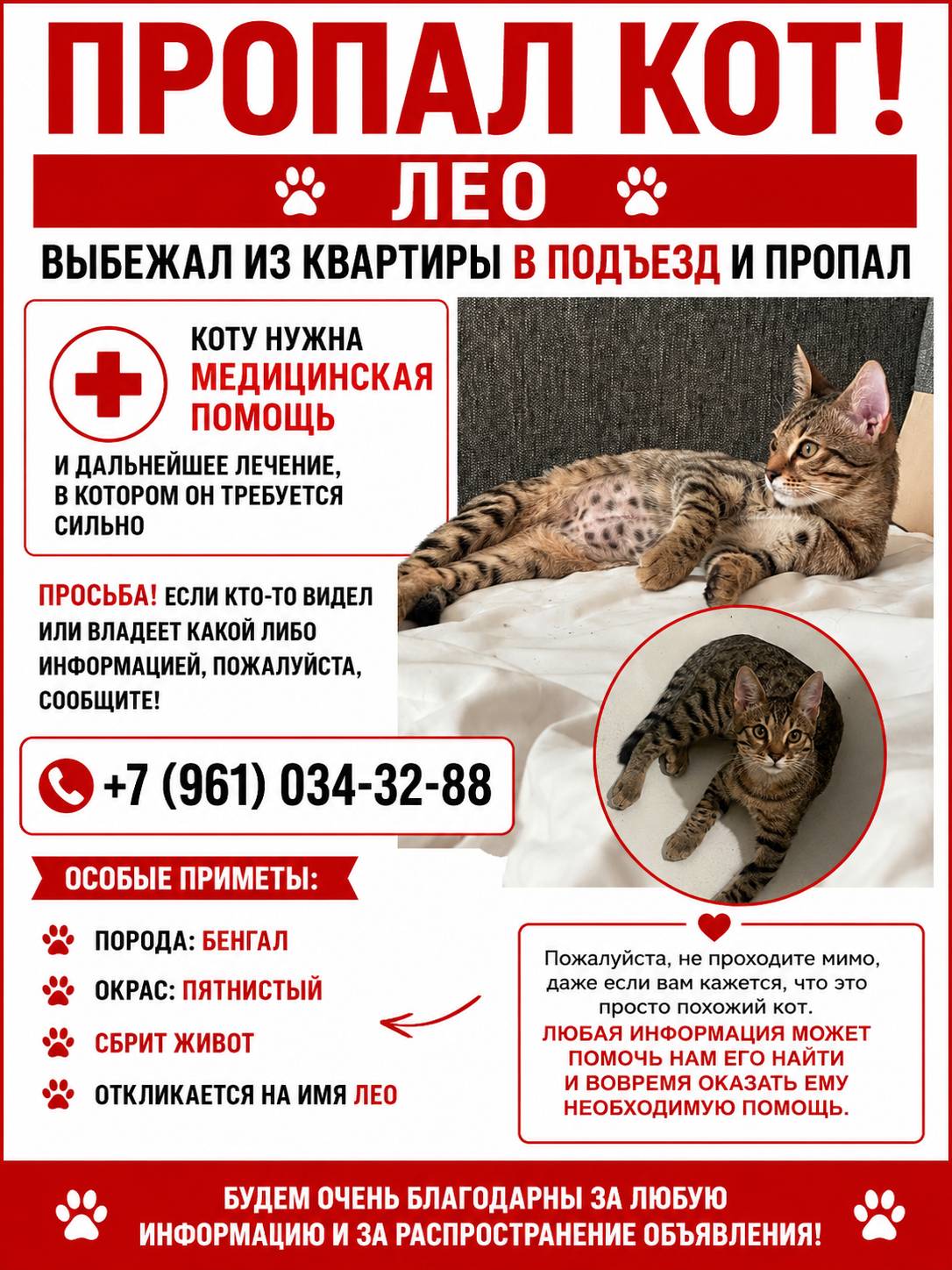 Пропал кот