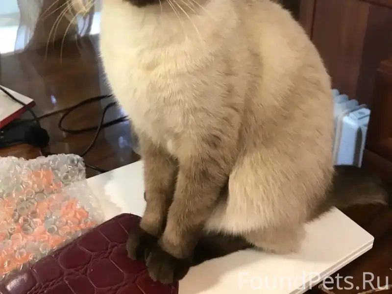 Пропала тайская кошка Лиана, Химки