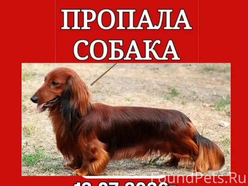 Пропала собака