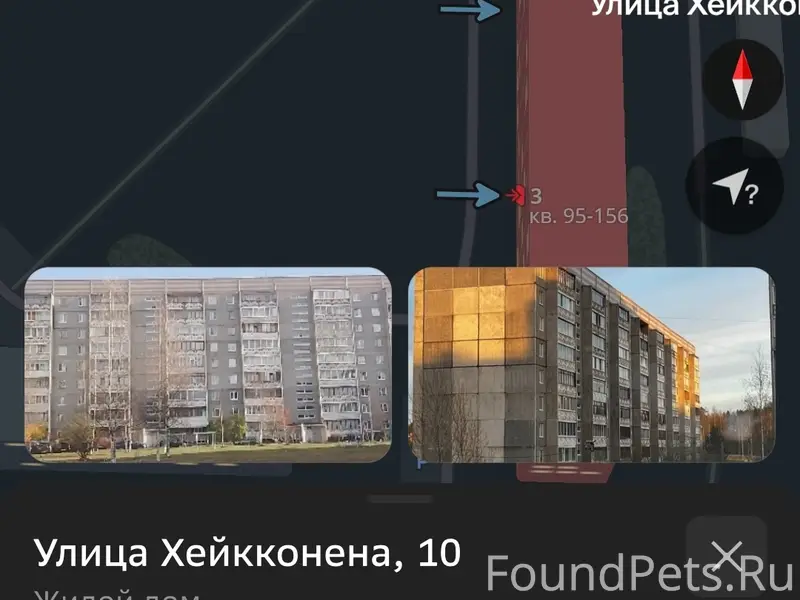 Найдена кошка и 5 котят, улица Хейкконена