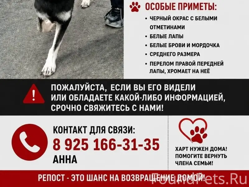 Пропал кобель Харт, Сергиево-Посадский район