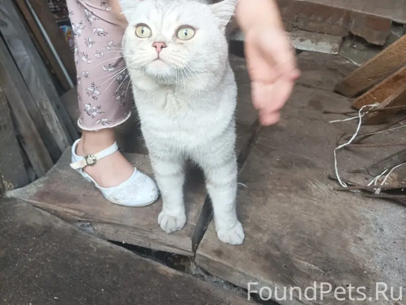 Найден кот, улица Правды