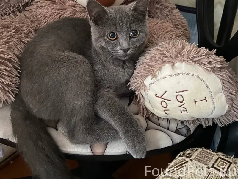 Пропал котёнок Тиша, район жд вокзала