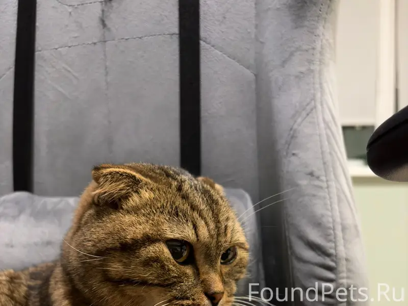 Найден кот скоттиш-фолд, Саратов