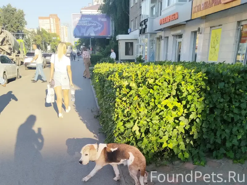 Пропала собака, ул. Революционная