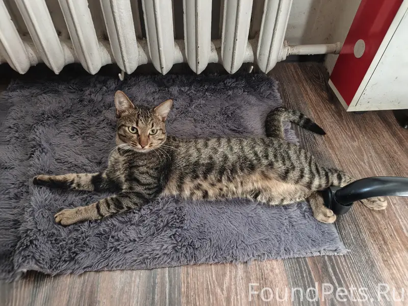 Пропал кот Серж, район молокозавода