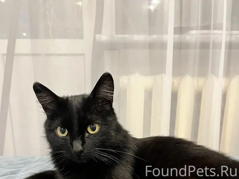 Пропала чёрная кошка, 6 мкр д.19