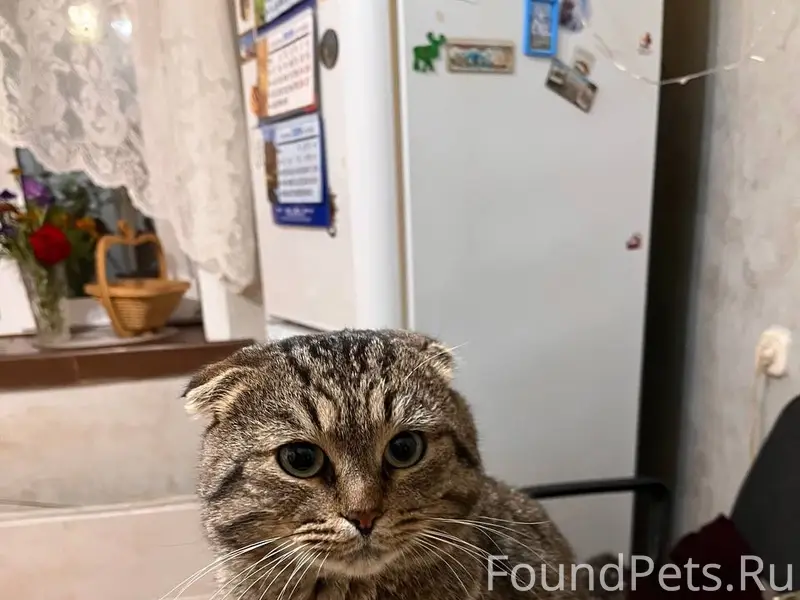 Найден вислоухий кот, мкр. Крохалева