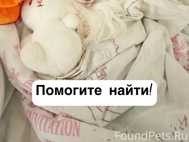Пропала китайская хохлатая Луна, улица Победы, Ставрополь