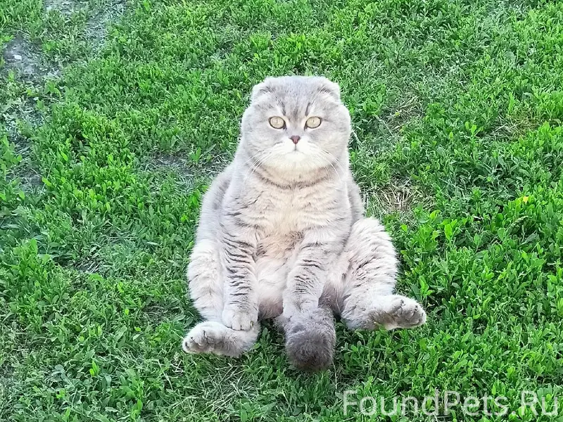 Пропала кошка, ул. Красноармейская