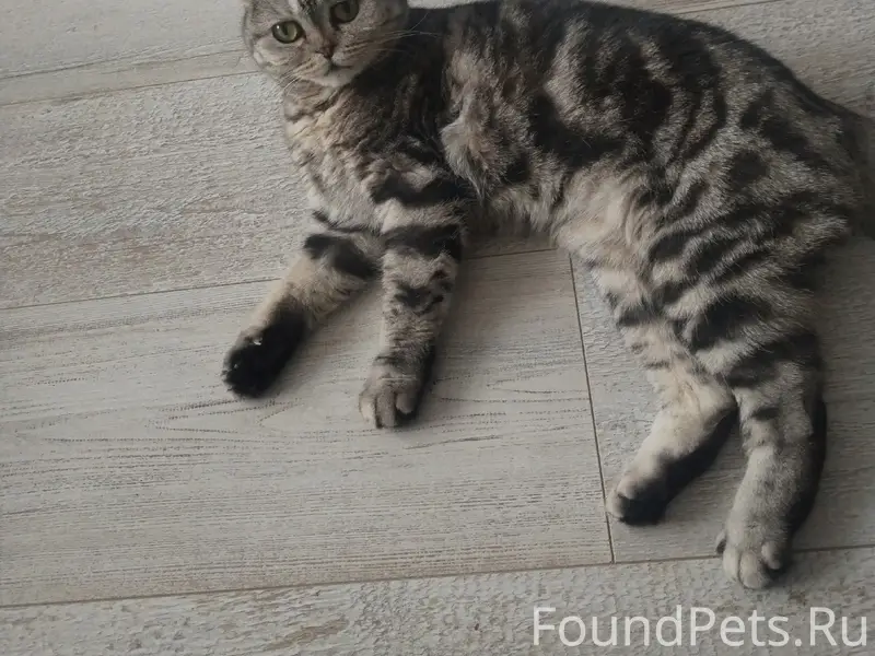 Пропала кошка, СНТ Стрелка