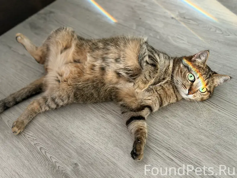 Пропала кошка, район Томилина