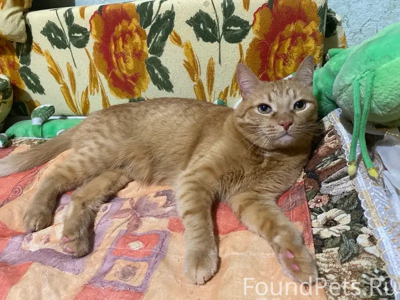 Пропал рыжий кот Яша, Вышка-2