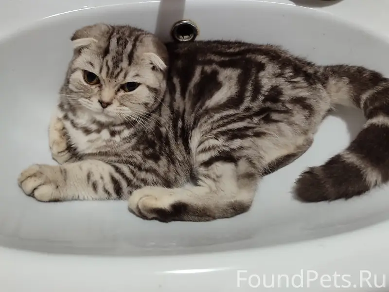 Пропал британский вислоухий кот, район лесхоза