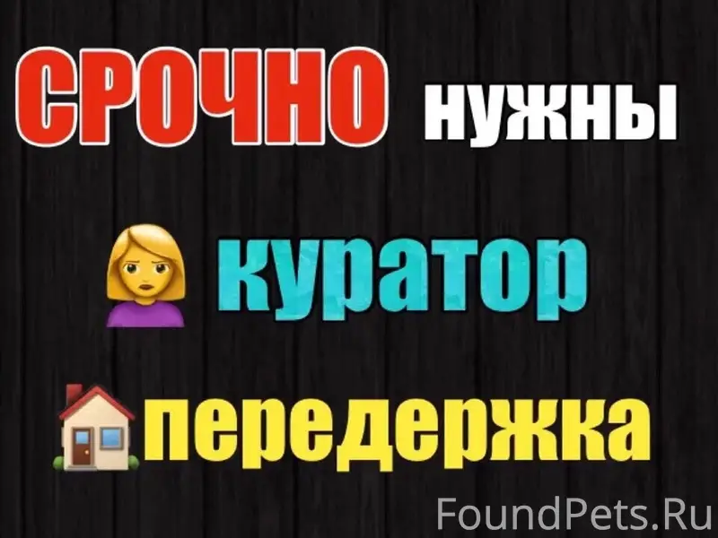 Найден котёнок-подросток, Зверосовхоз