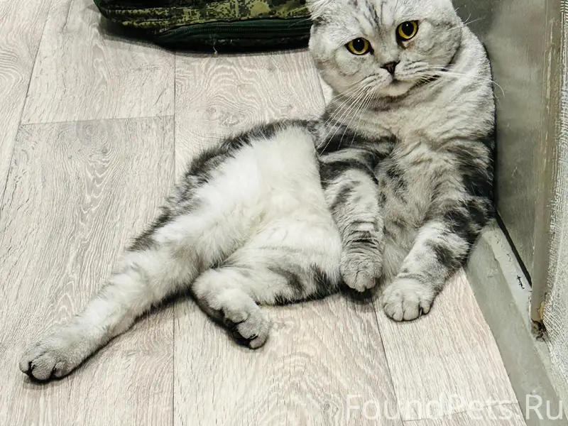 Пропал кот Бакс, станция Лютово