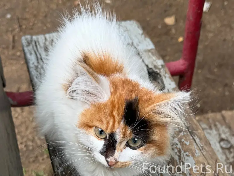 Найден котёнок-девочка