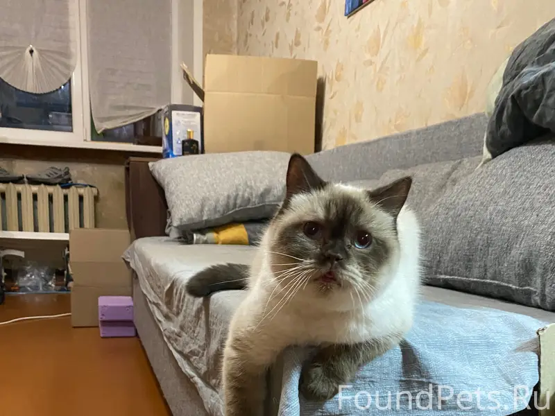 Пропал кот Сема