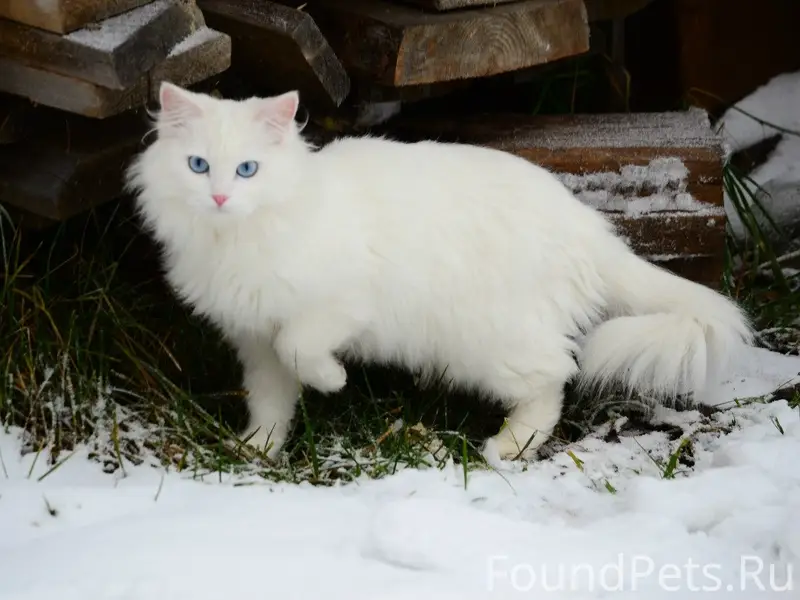 Пропала белоснежная кошка Буська, Заря 2