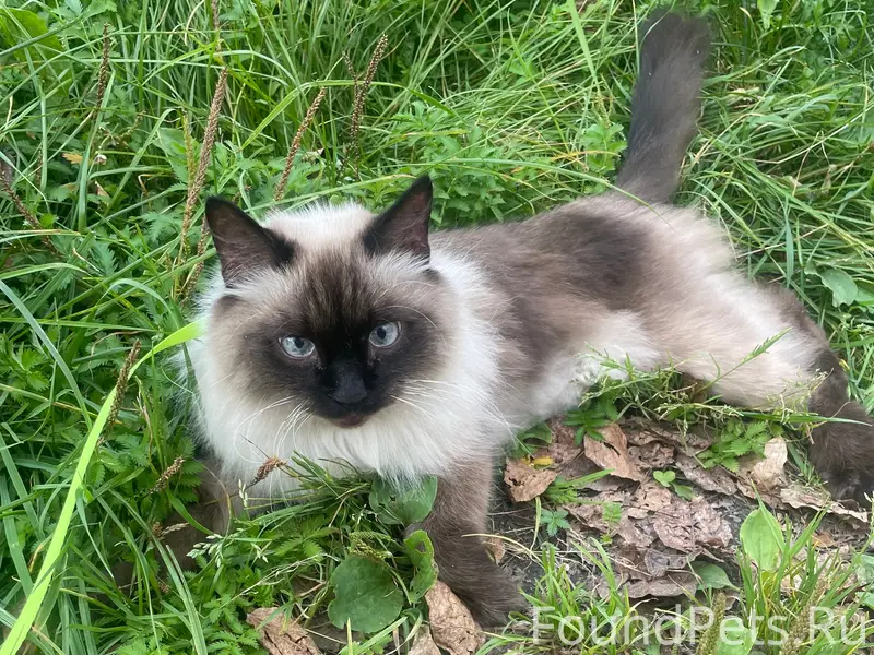Найден кот, Первомайская 33