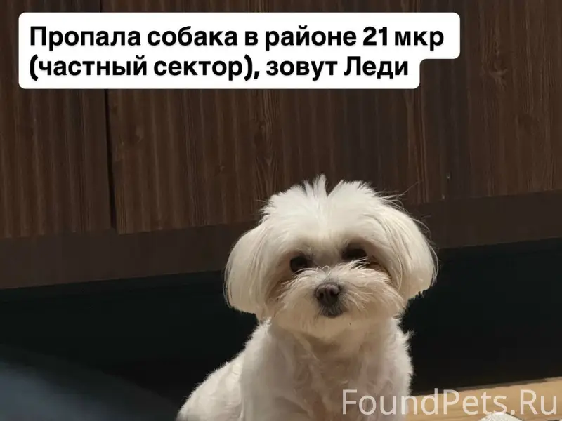 Пропала мальтийская болонка Леди, 21 мкр