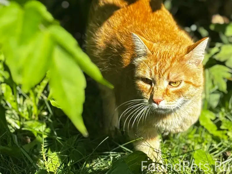 Найдена рыжая кошка, Дзержинский район