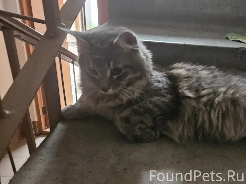 Найдена кошка, посёлок Новый