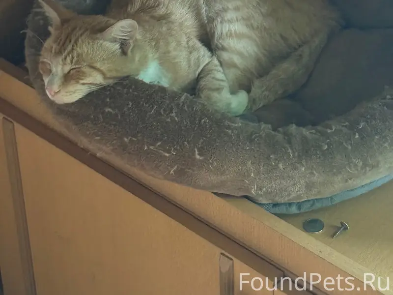 Пропал рыжий кот Кузя, Нижний Тагил