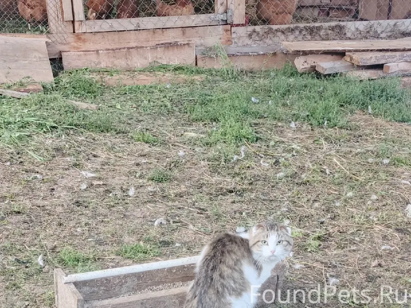 Найден кот, без клички