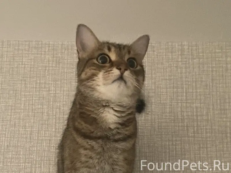 Нашелся кот , полосатый 
