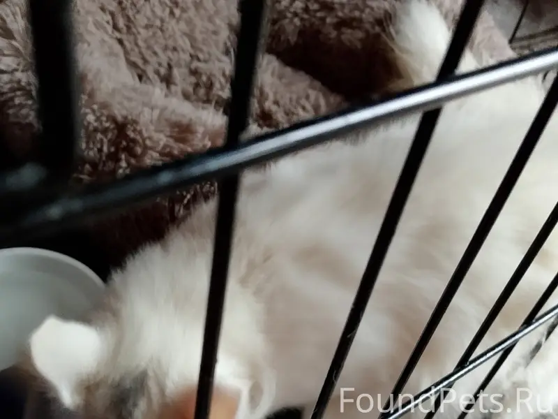 Найден белый котенок, Левинское