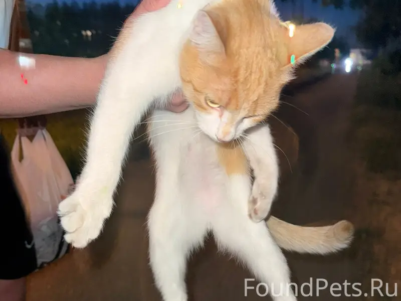 Найдена кошка, Ленинский район