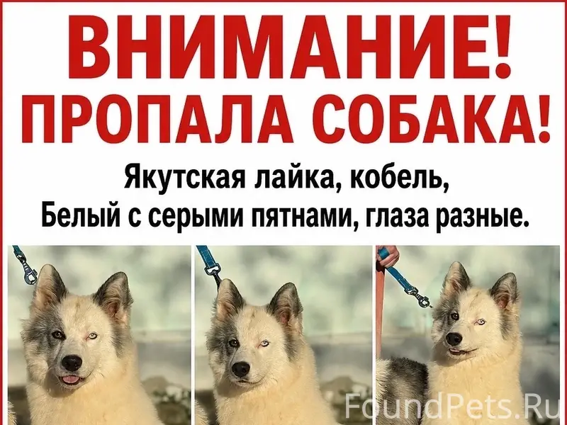 Пропала собака, Евпатория и окрестности
