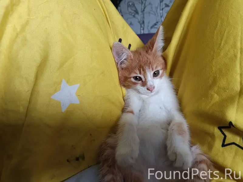 Найдена кошка, Дзержинск