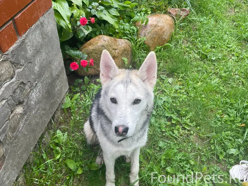 Пропала собака, Волжский