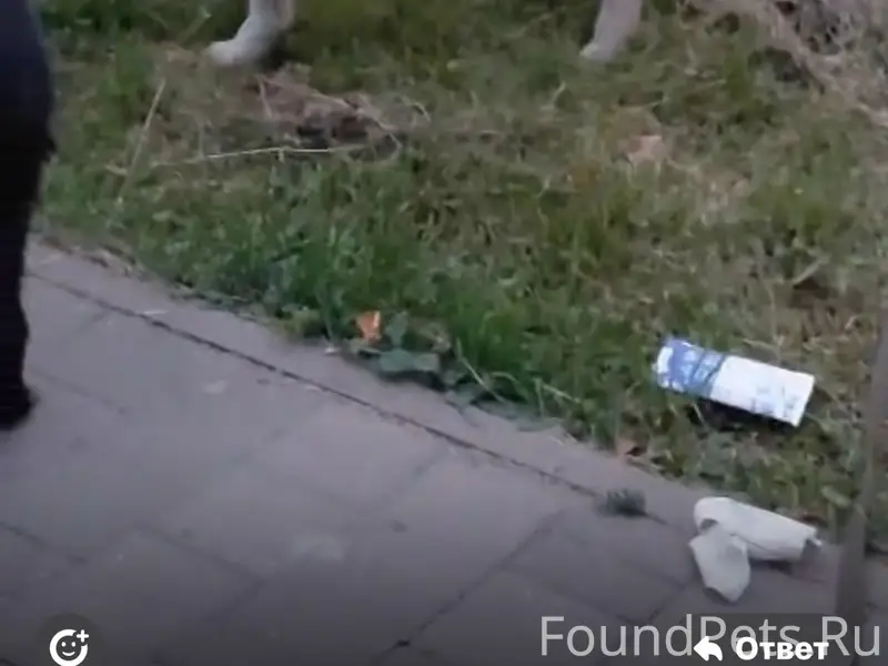 Пропали собаки, Пушкинском сквере