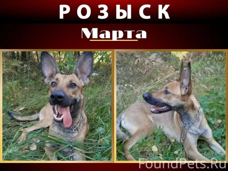 Пропала собака Марта, Щёлковский район