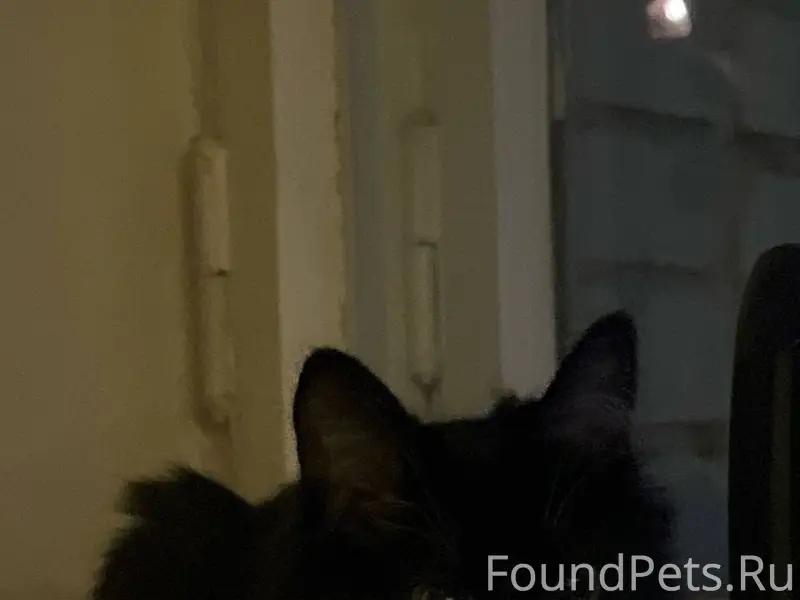 Пропала кошка Мася, около общежития Сурикова 12