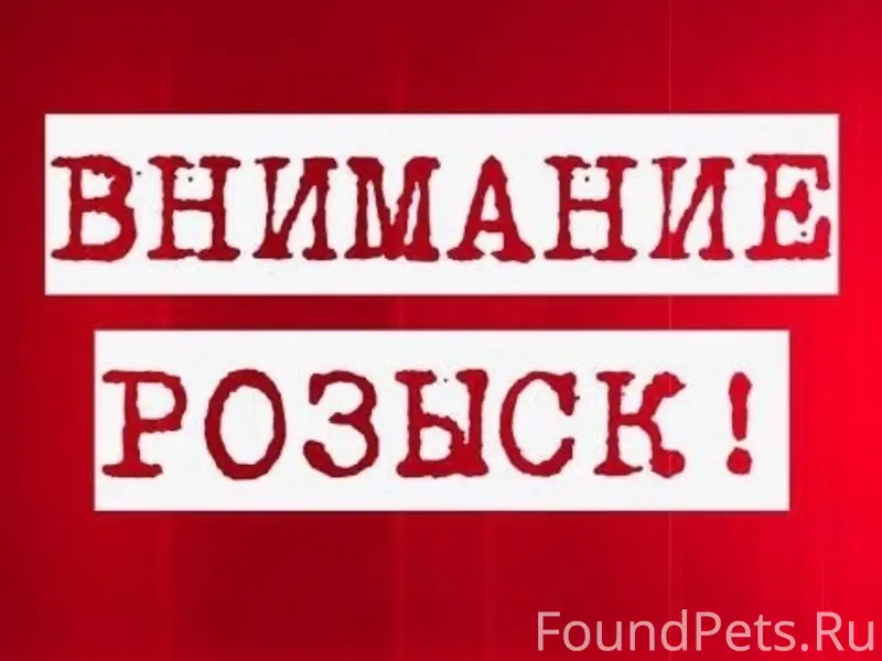 Пропал вислоухий шотландский кот Том, вознаграждение за возврат