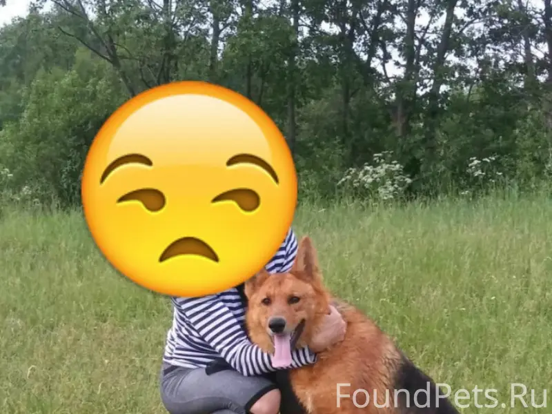 Пропала собака Аза
