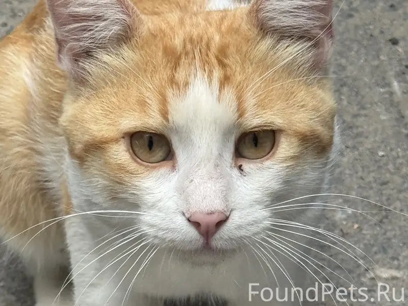 Найдена кошка(кот?) на ул Соборная 68а/145